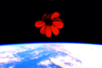 Scott Kelly Flower
